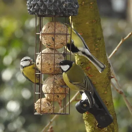 La Maison Aux Oiseaux